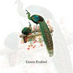 Green Peafowl