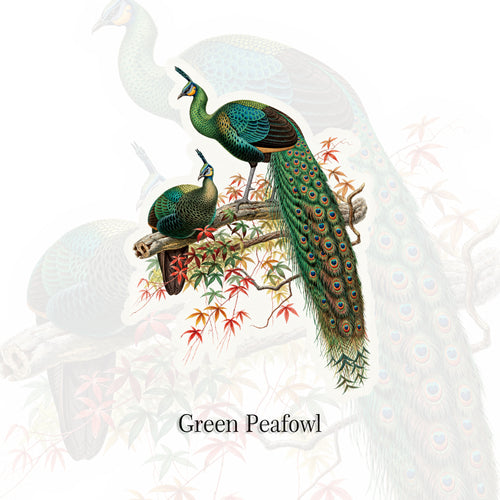 Green Peafowl