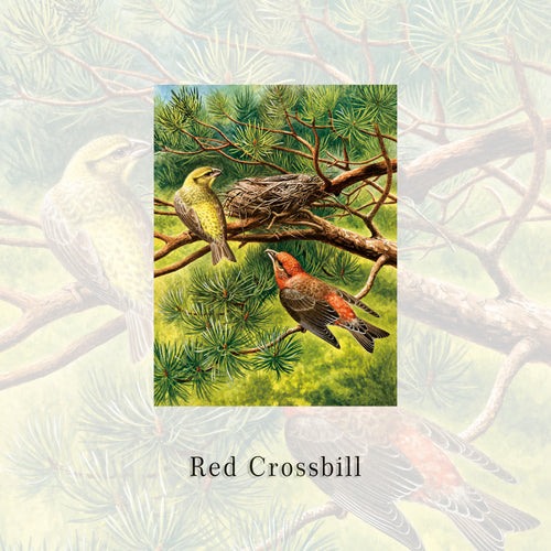 Red Crossbill