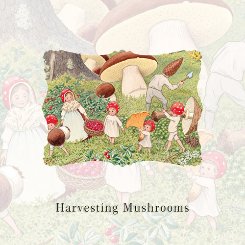 Harvesting Mushrooms