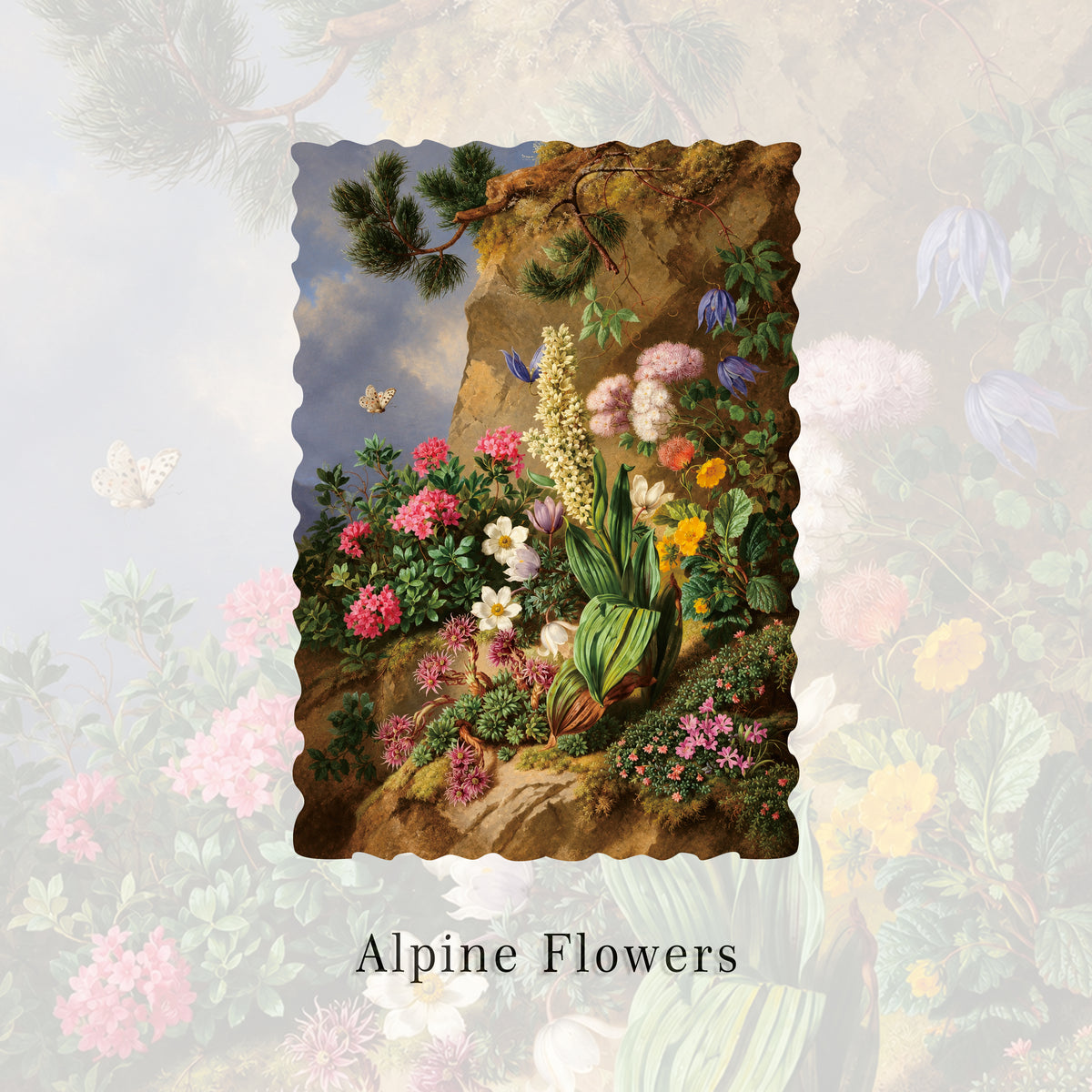 Alpine Flowers